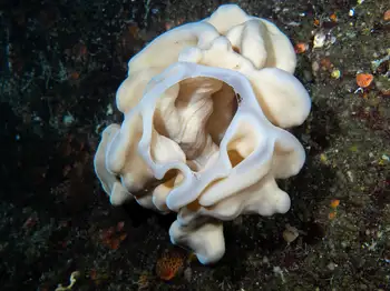 Cloud Sponge