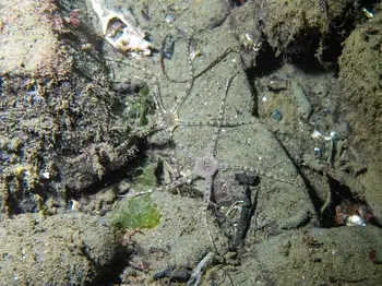 gray brittle star