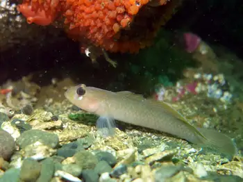 blackeye goby