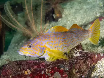 Female Kelp Greenling