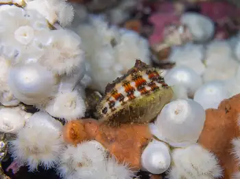 Smooth Pink Scallop
