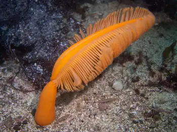 Ptilosarcus gurneyi Sea Pen