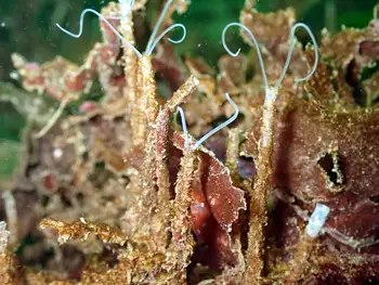 Jointed Three Section Tube Worms