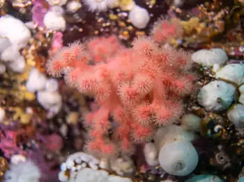 Red Soft Coral