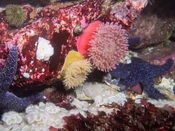 Anemones