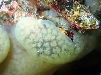stubby stalked compound tunicate