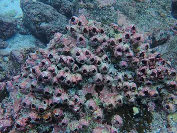 barnacle