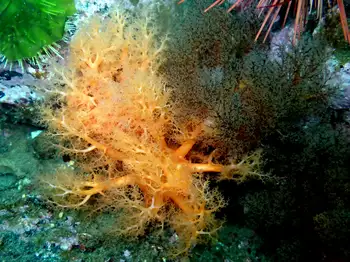 Red Sea Cucumber