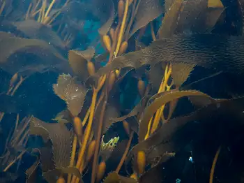 Giant Kelp