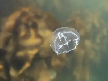 Water Jelly