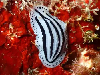 Striped Phyllidiopsis Nudibranch