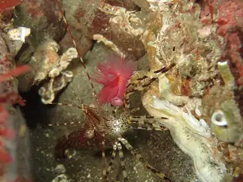 Red Trumpet Calcareous Tube Worm and Coonstripe Shrimp