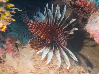 Lionfish