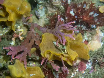 bryozoan