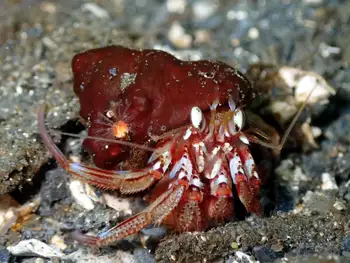 blackeyed hermit crab