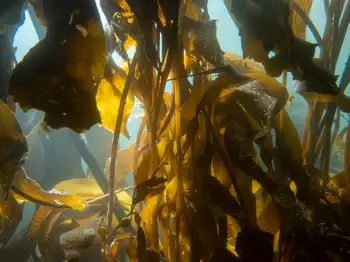 Giant Kelp