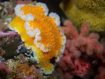 Orange Peel Nudibranch