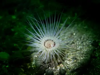 tube dwellingg anemone