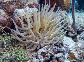 Giant Anemone