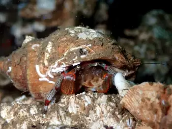 Bering Hermit Crab