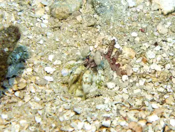 Scaly Tailed Mantis Shrimp