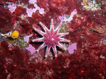 Rose Star