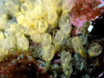 yellow social tunicate