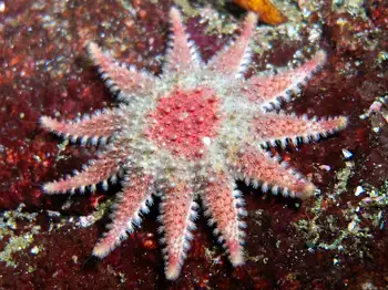 Rose Star