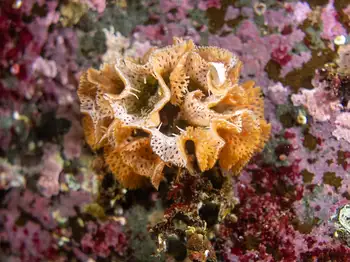 Lattice Work Bryozoan