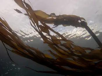 Bull Kelp