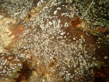 Coral Bryozoans