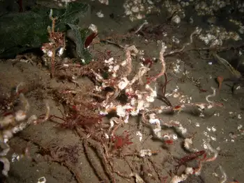 prolific three section tube worm