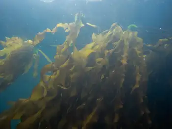 Kelp