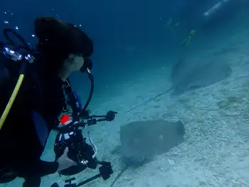Sting Rays and Diver