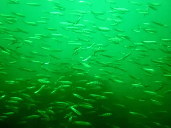 pacific sardine