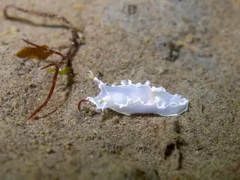 Diamondback Nudibranch