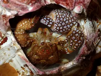 Granular Claw Crab