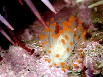 Cockerell's Nudibranch