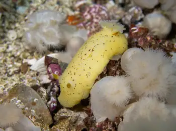 Noble Sea Lemon