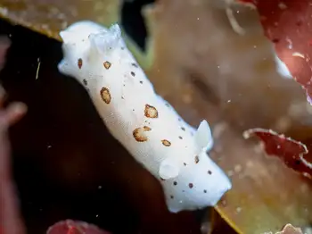 Leopard Nudibranch