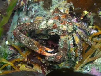 sharp nosed crab