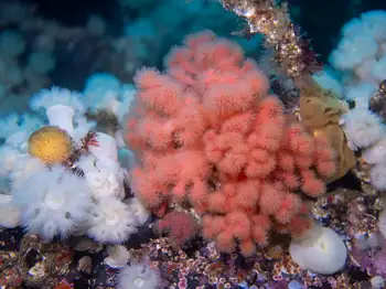 Red Soft Coral