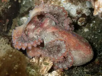 Juvenile Red Octopus