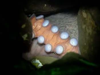 giant pacific octopus