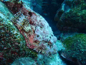 Pacific Stonefish