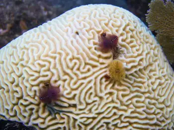 Feather Duster Worms