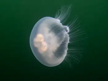 Moon Jelly
