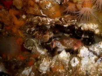 thornback sculpin and pygmy rock crab