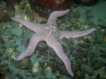 Giant Pink Star