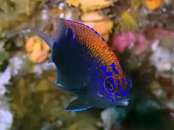 galapagos ringtail damselfish